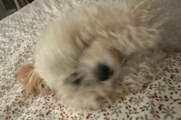 狗狗眼睛生病的信号,常表现为眼泪过多、眼屎积聚等