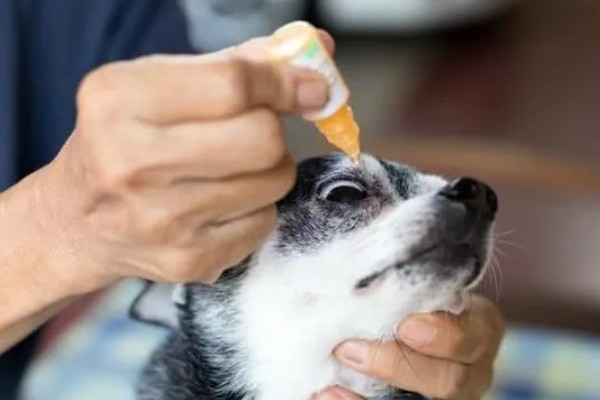 狗狗眼睛生病的信号,常表现为眼泪过多、眼屎积聚等