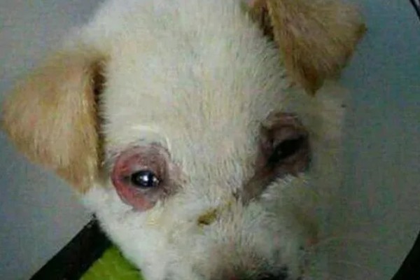 狗狗眼睛生病的信号,常表现为眼泪过多、眼屎积聚等
