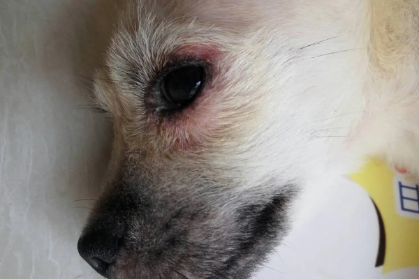 狗狗眼睛生病的信号,常表现为眼泪过多、眼屎积聚等