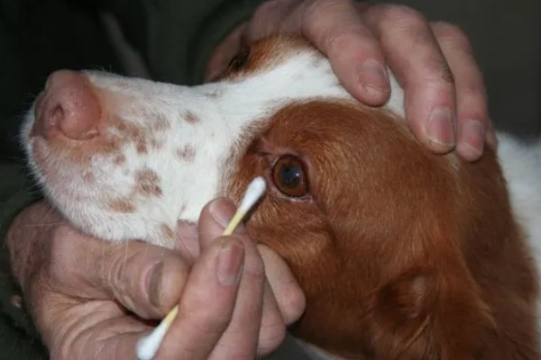 狗狗眼睛生病的信号,常表现为眼泪过多、眼屎积聚等