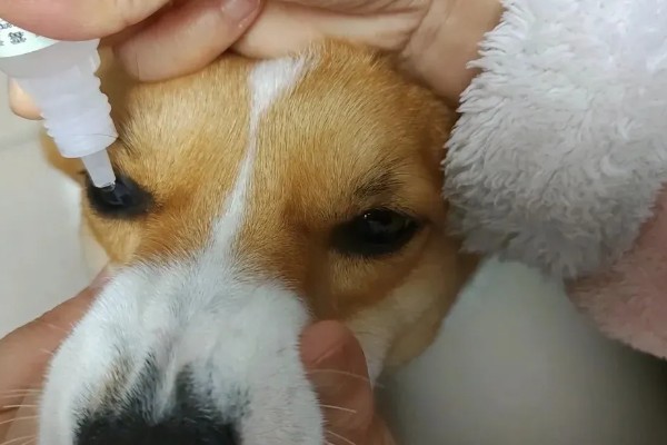 狗狗眼睛生病的信号,常表现为眼泪过多、眼屎积聚等