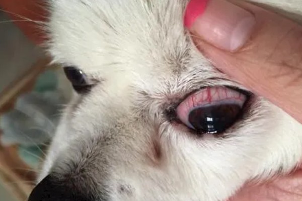 狗狗眼睛生病的信号,常表现为眼泪过多、眼屎积聚等