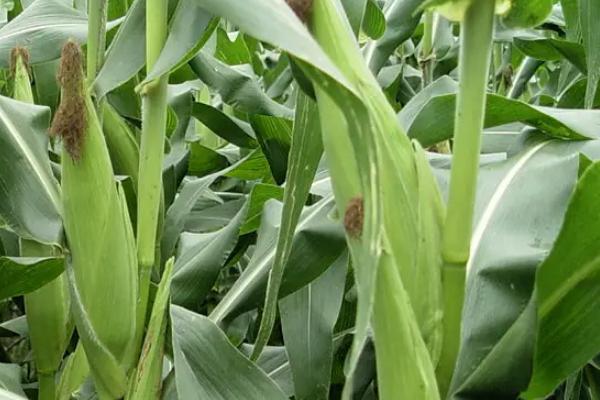 黄金山玉米品种的特性，选择中等以上肥力地块