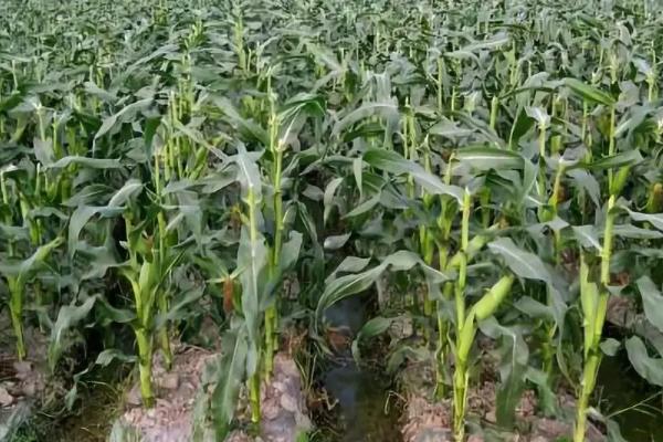 益时代221玉米品种简介，在适应区4月25日左右播种