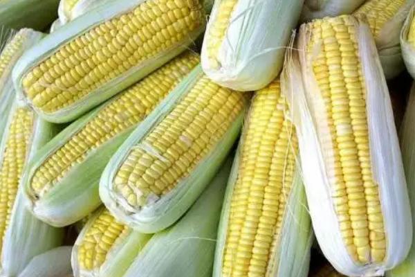 齐山608玉米种子特征特性，该品种幼苗期第一叶鞘紫色