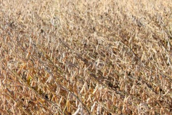 鑫豆203大豆品种简介，普通大豆品种