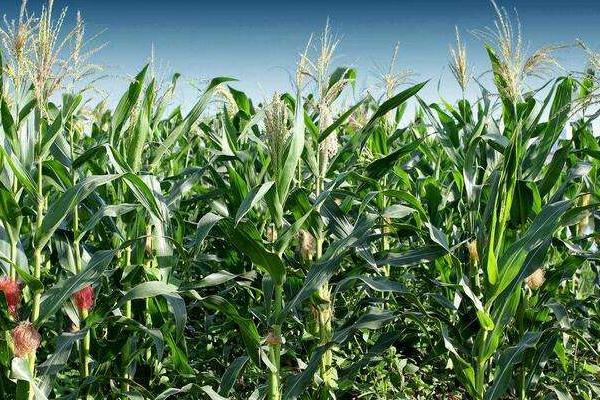 富尔S601玉米种子特征特性，该品种幼苗期第一叶鞘浅紫色