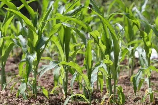 G63sa玉米品种简介，种植密度不宜过大