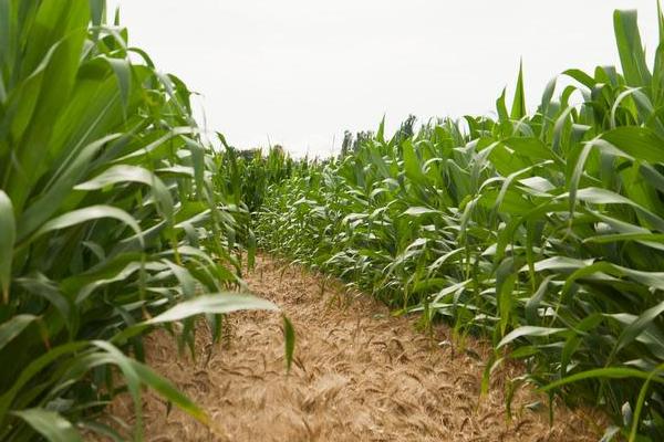 泰农玉818玉米种子介绍，选择中等以上肥力地块