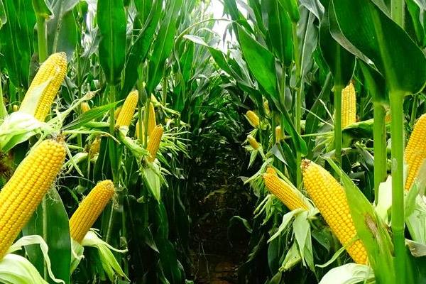 龙单328玉米种子特征特性,在适应区5月7日左右播种