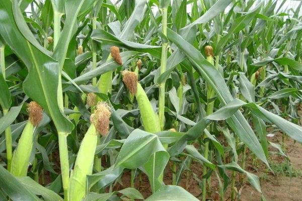 中垠5187sa玉米种子简介，选择中等以上肥力地块