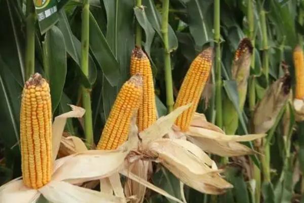 S878玉米种子特点,在适应区4月30日左右播种