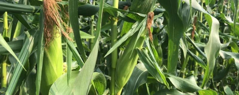 S3571玉米种子特点，种植密度不宜过大