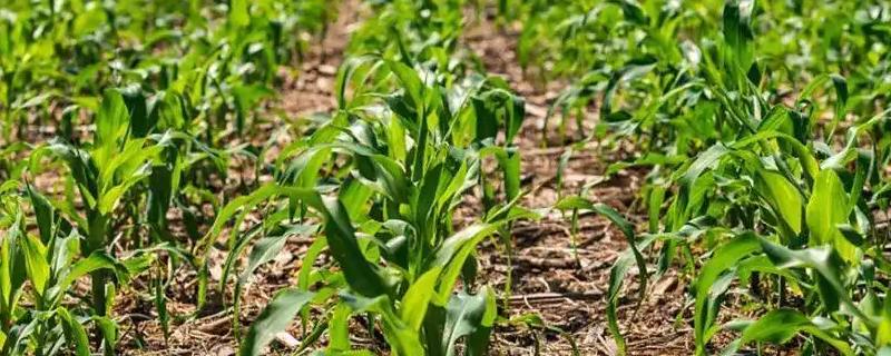 中垠5187sa玉米种子简介,选择中等以上肥力地块