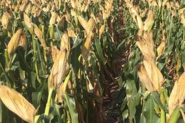 齐山608玉米种子特征特性，该品种幼苗期第一叶鞘紫色