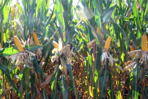 安育2116玉米种子特征特性，种植密度不宜过大