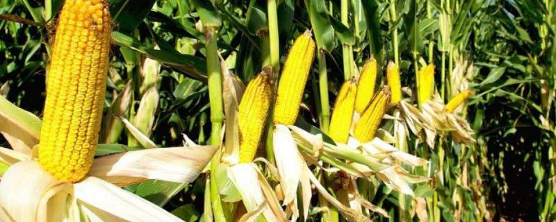 S878玉米种子特点,在适应区4月30日左右播种