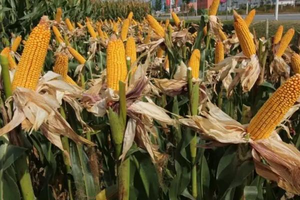 A2061玉米种子特点，高抗至抗镰孢穗腐病