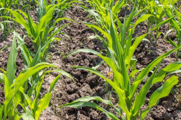 龙单296玉米种子简介，种植密度不宜过大