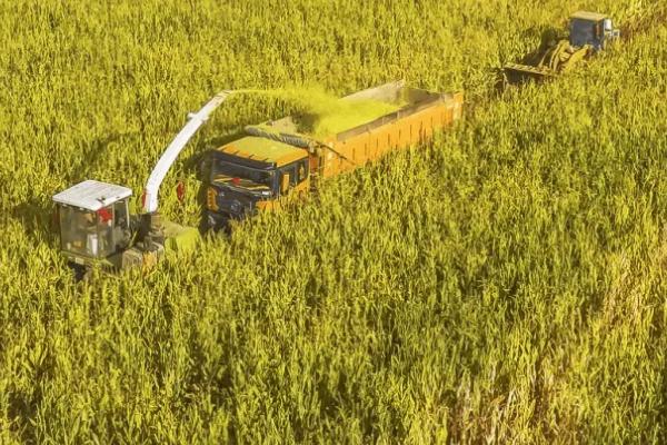 金城958玉米种子特征特性，普通玉米品种