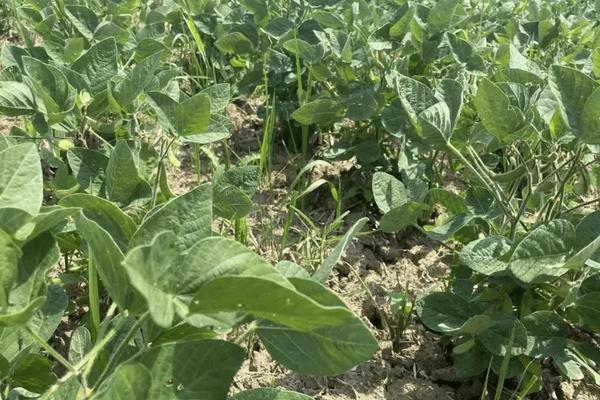 晟尔瑞1909玉米种子特点,普通玉米品种