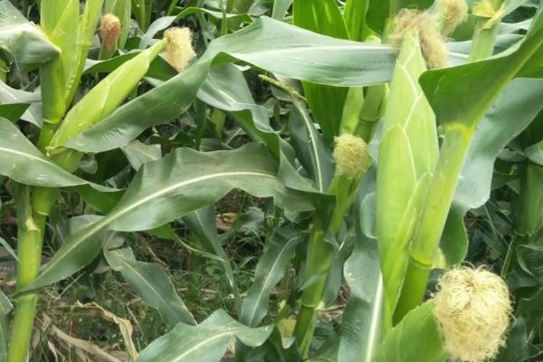 C1579玉米品种的特性，在适应区5月1日左右播种