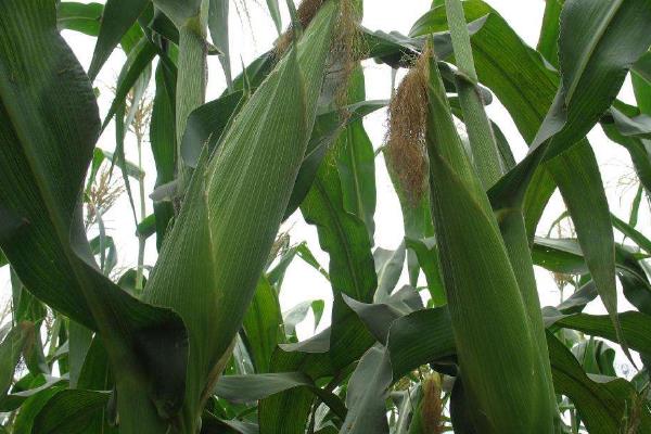 安育2116玉米种子特征特性，种植密度不宜过大