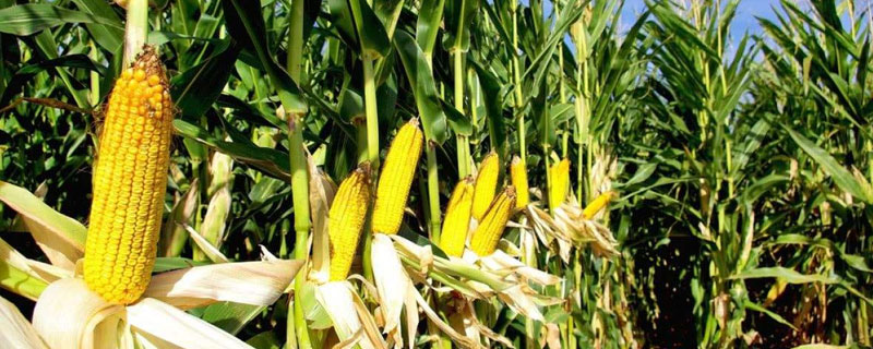 黑农玉41玉米种子特点，选择中等以上肥力地块