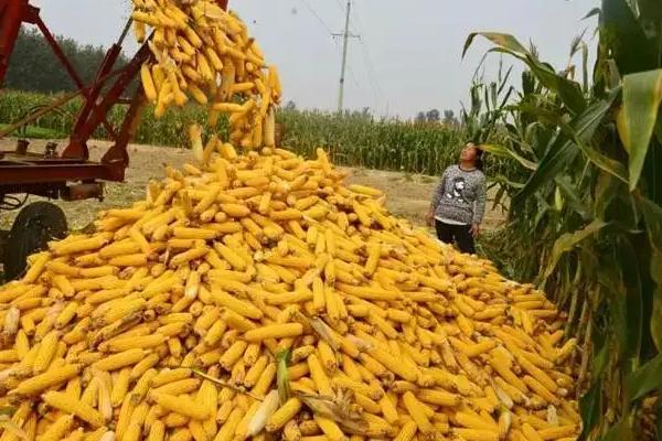 Z688玉米种子介绍，普通玉米品种