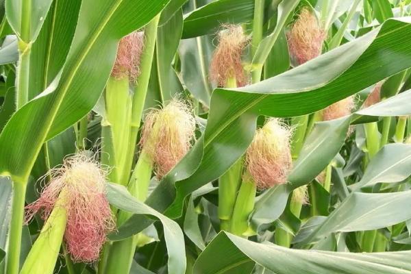 东农287玉米种子介绍，种植密度不宜过大