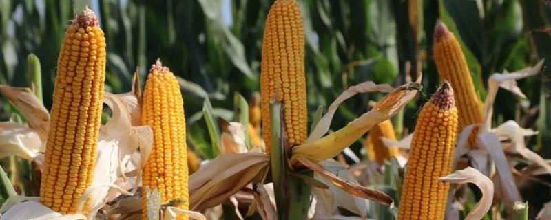 科沃2140玉米种子特征特性，选择中等以上肥力地块