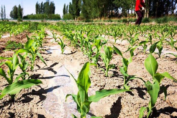 东农2012玉米种子特征特性,种植密度不宜过大