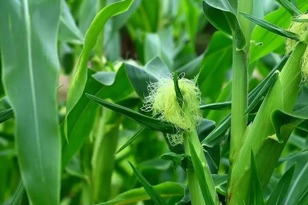 金城958玉米种子特征特性，普通玉米品种