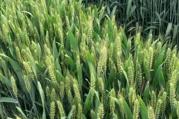 垦麦19小麦种子简介，出苗至成熟生育日数85天左右