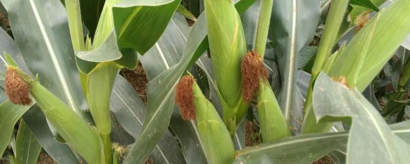 鑫科玉16号玉米品种的特性,种植密度不宜过大