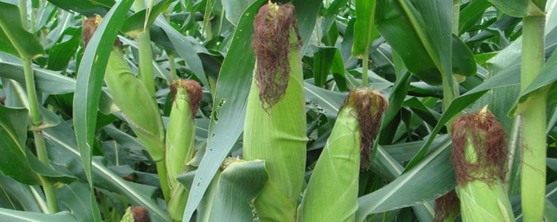 龙单296玉米种子简介，种植密度不宜过大