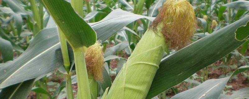 中单1118玉米种子特征特性，种植密度不宜过大