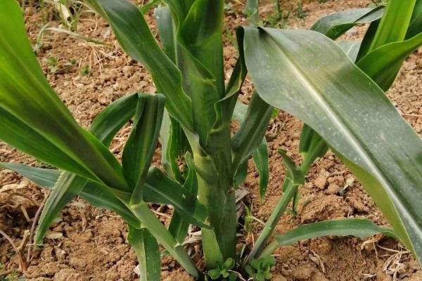 金城958玉米种子特征特性，普通玉米品种