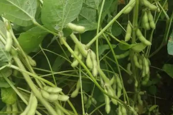 沃豆25大豆种子介绍，该品种为亚有限结荚习性