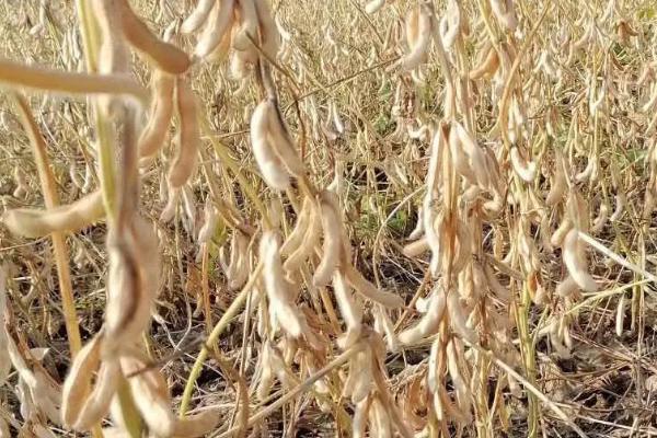 育丰109大豆种子介绍，普通大豆品种