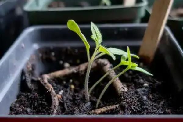 凌霄花一年可以爬几米，大概能达到0.5-1米左右
