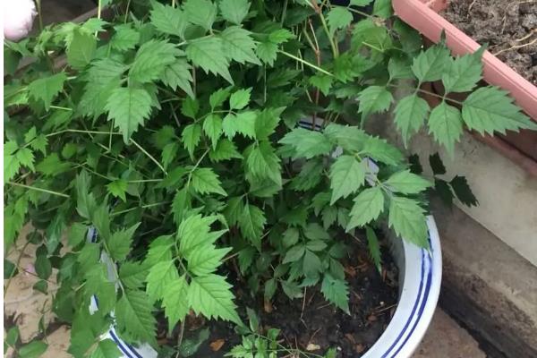 凌霄花一年可以爬几米，大概能达到0.5-1米左右
