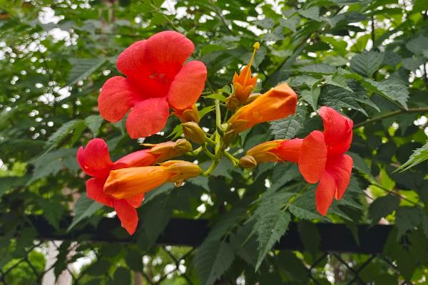 凌霄花一年可以爬几米，大概能达到0.5-1米左右