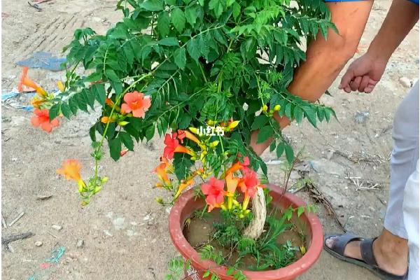 凌霄花一年可以爬几米，大概能达到0.5-1米左右