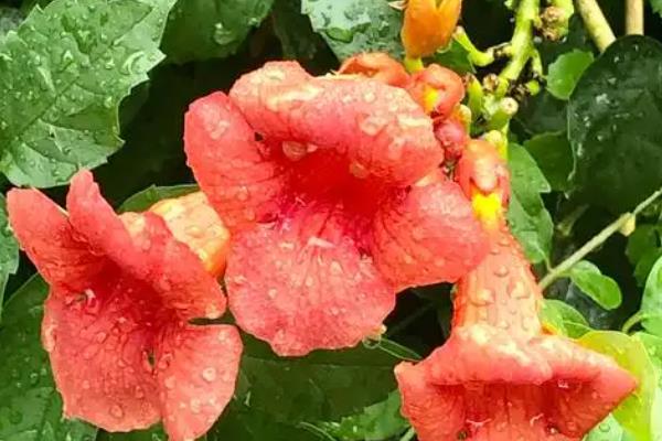 凌霄花一年可以爬几米，大概能达到0.5-1米左右