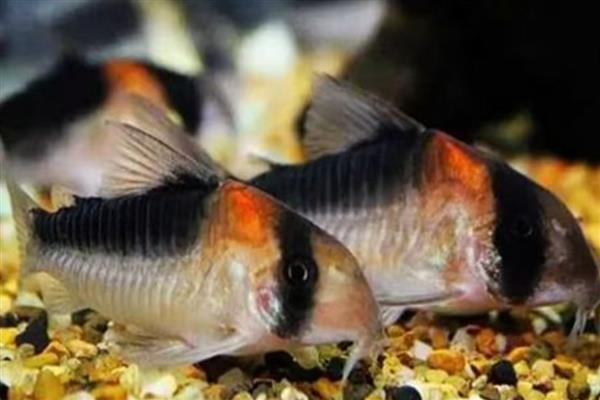 黑金红头鼠鱼好不好养,具有一定难度需具备经验才能饲养