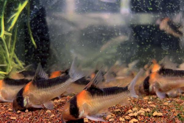 黑金红头鼠鱼好不好养,具有一定难度需具备经验才能饲养
