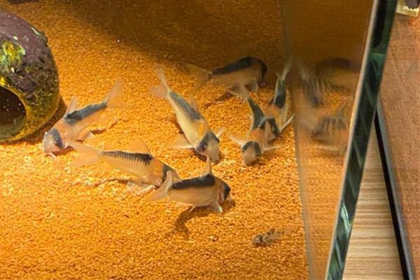 黑金红头鼠鱼好不好养,具有一定难度需具备经验才能饲养