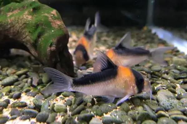 黑金红头鼠鱼好不好养,具有一定难度需具备经验才能饲养